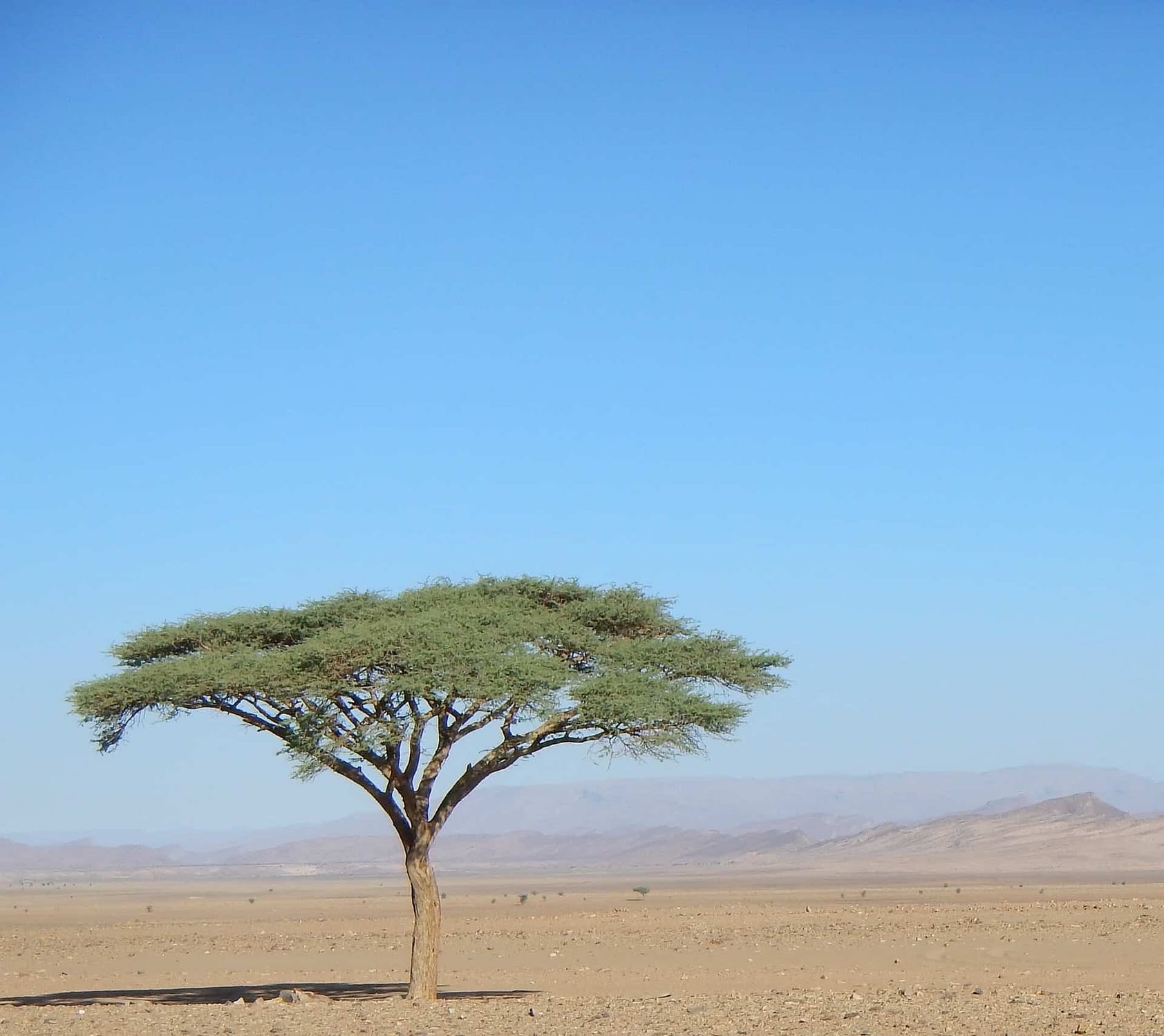 A green tree stands tall in the Sahara Desert