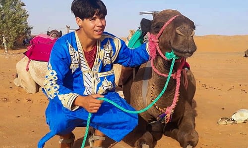 camel header in morocco desert