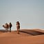 Camels in the Sahara Desert Morocco