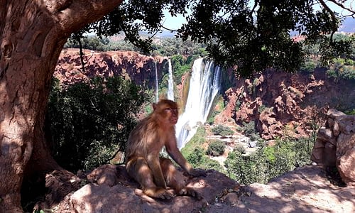 monkey at Ouzoud Waterfalls