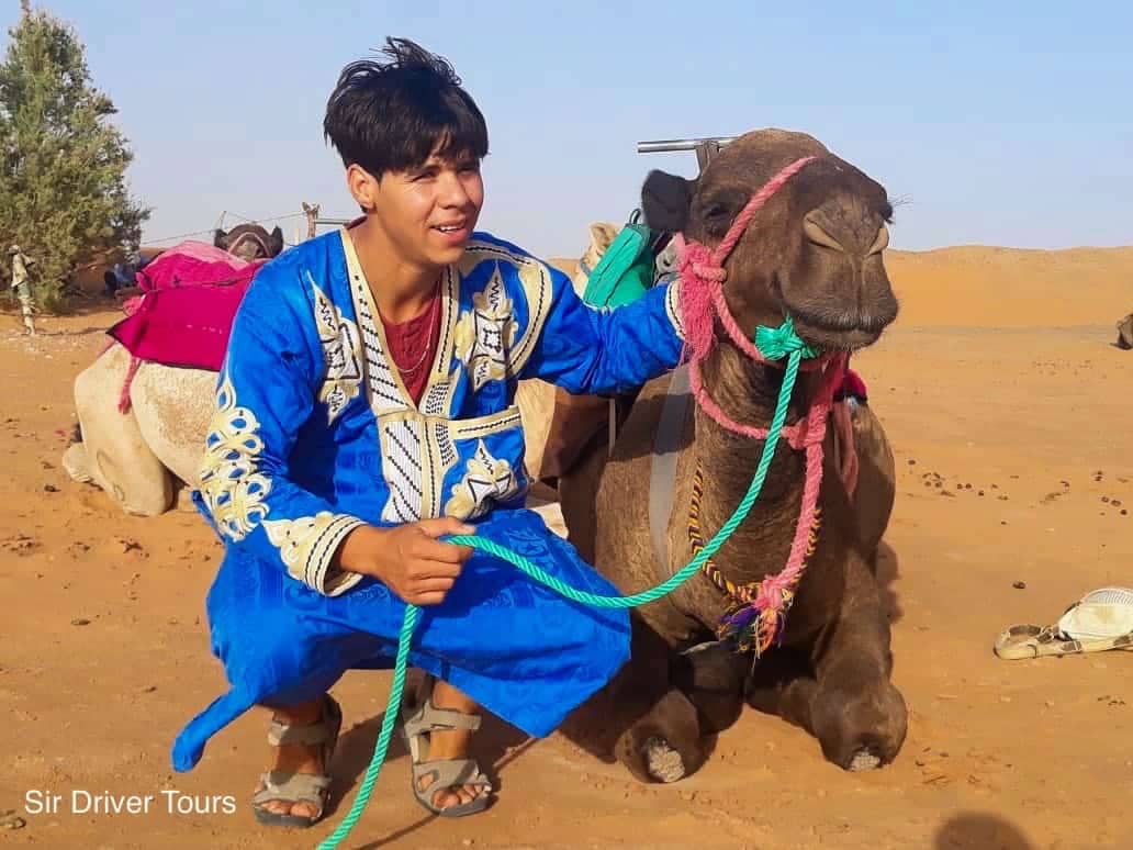 camel header in morocco desert