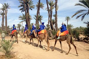 Camel, donkey & horse rides